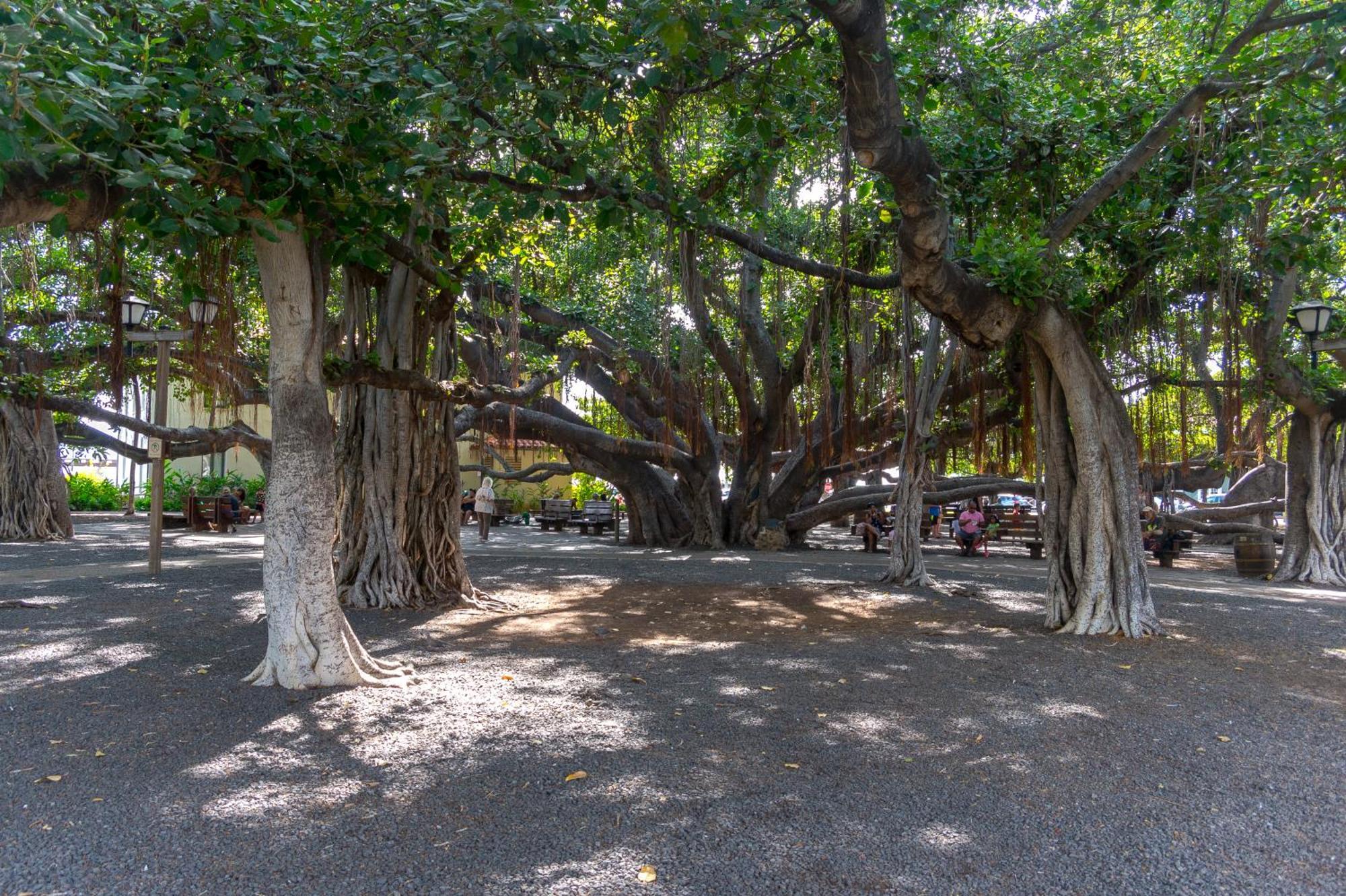 Paki Maui 222 Apartment Napili-Honokowai ห้อง รูปภาพ